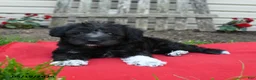 Schnoodle dogs for sale: Bambi - Ad 2
