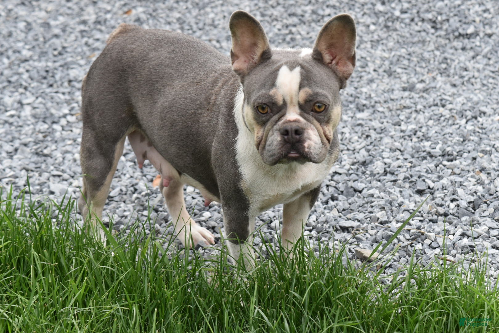 French Bulldog dogs for sale: French Bulldog Puppy 1 - Ad 1