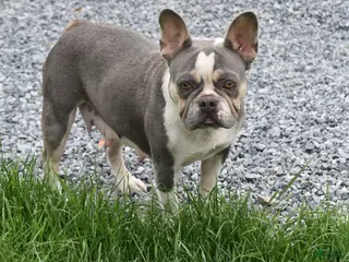 French Bulldog dogs French Bulldog Puppy 1 - Ad 40