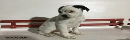 Boxer dogs for sale: Ruthie - Ad 5