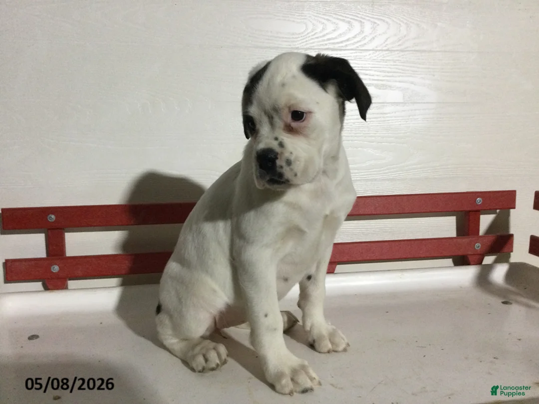 Boxer dogs for sale: Ruthie - Ad 5