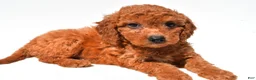 Mini Goldendoodle dogs for sale: Fran - Ad 9