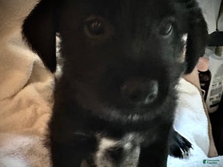 Mixed Breed dogs - Ad 16