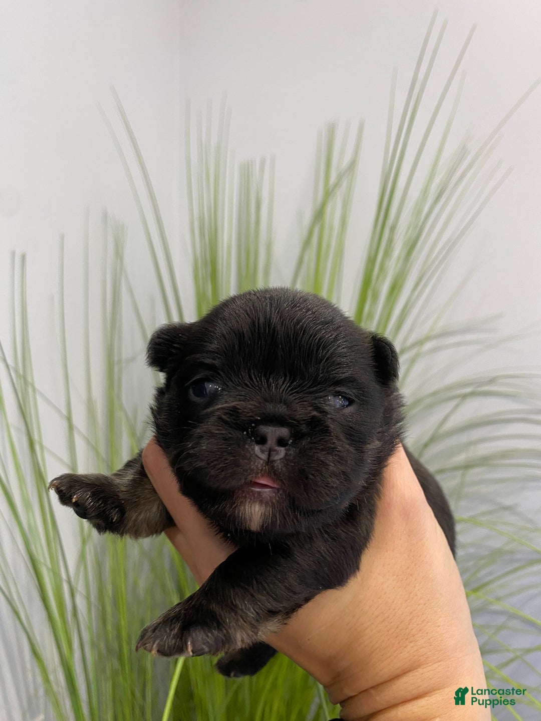 French Bulldog dogs for sale: Fauna - Ad 1
