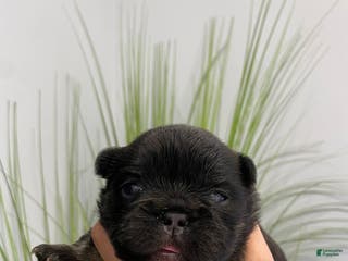 French Bulldog dogs Fauna - Ad 14