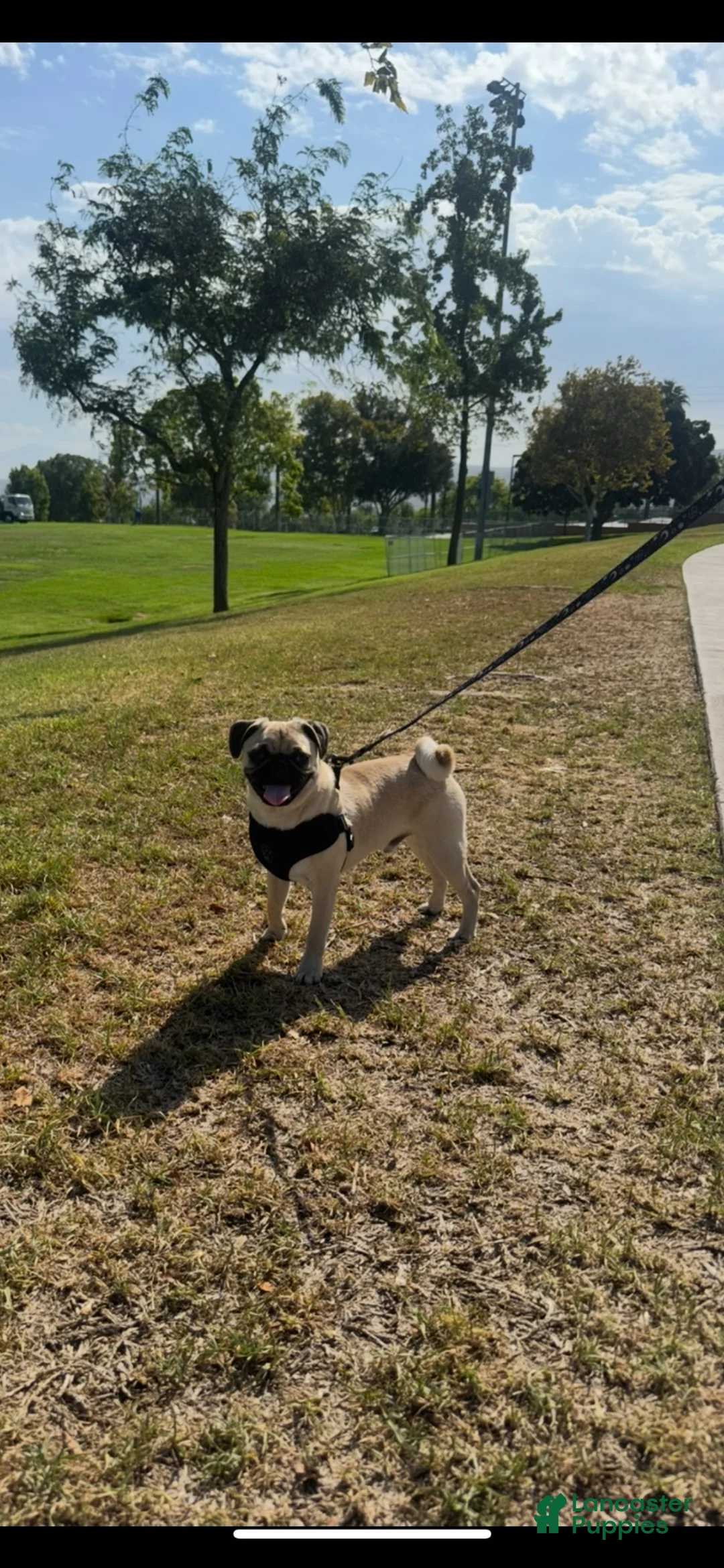 Pug dogs for sale: Pug 1 - Ad 1