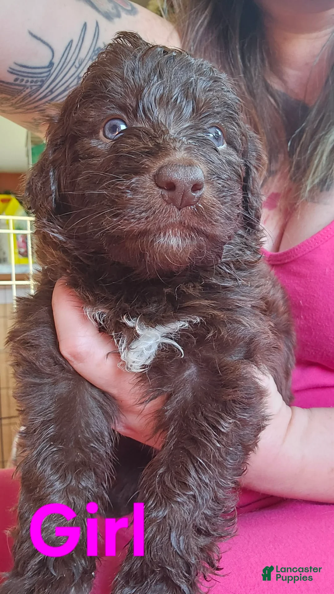 Bordoodle dogs for sale: Princess Turd - Ad 1