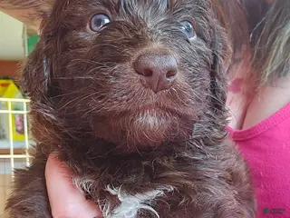 Bordoodle dogs for sale: Princess Turd - Ad 1