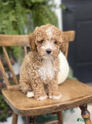 Cockapoo dogs Milo - Ad 2