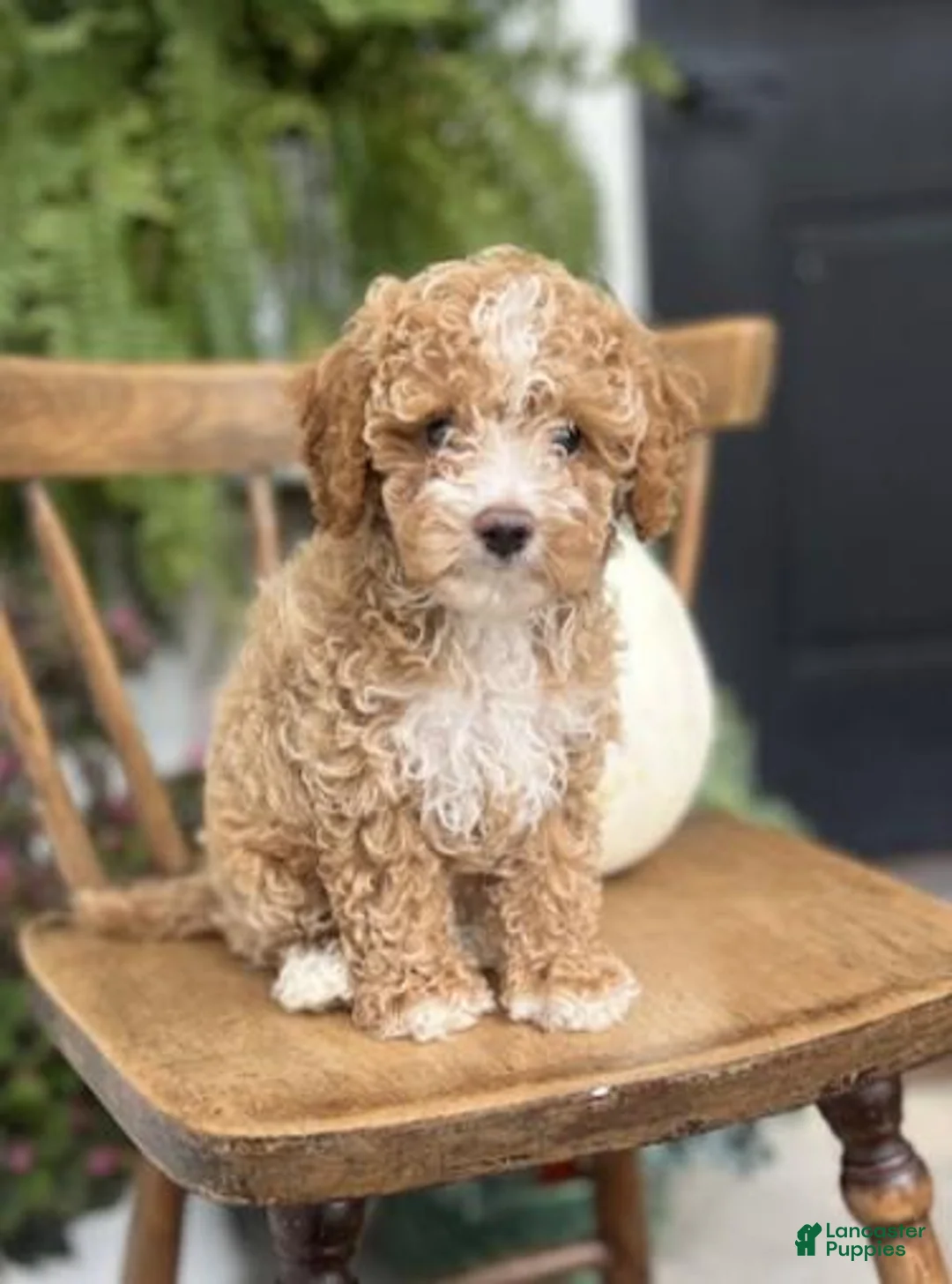 Cockapoo dogs for sale: Milo - Ad 2