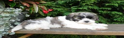 Teddy Bear dogs for sale: Lexi - Ad 5