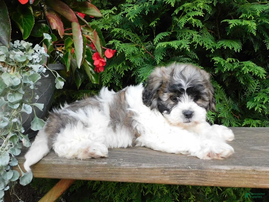 Teddy Bear dogs for sale: Lexi - Ad 5