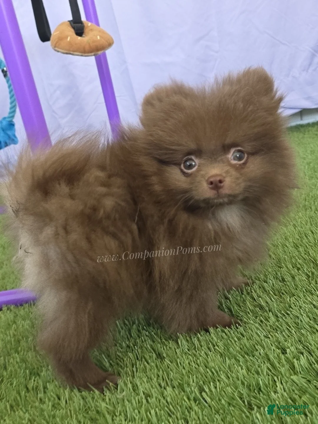 Pomeranian dogs for sale: CJ - Coffee Junior - Pomeranian Puppy! - Ad 2