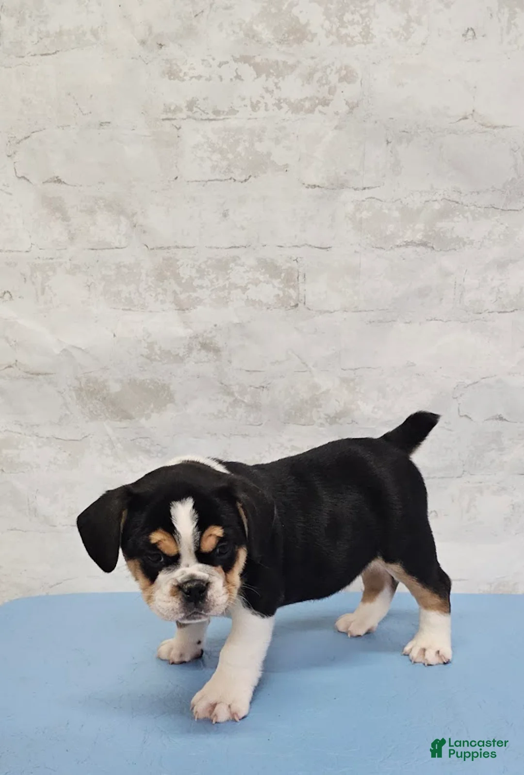 Mixed Breed dogs for sale: Fat Boy Bulldog Blend - Ad 3