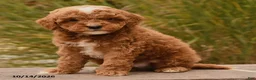 Toy Poodle dogs for sale: Scout - Ad 4