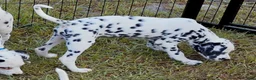 Dalmatian dogs for sale: Star - Ad 1