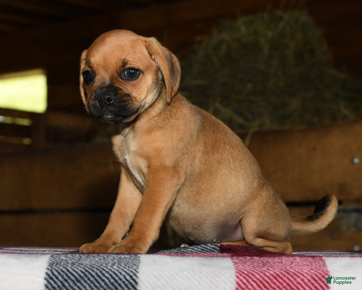 Pug Puppies for sale under $500 in Ohio Lancaster Puppies