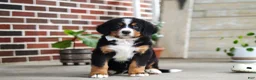 Bernese Mountain Dog dogs for sale: Caleb - Ad 12