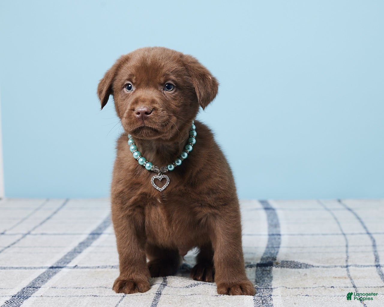 Labrador Retriever dogs Ronny - Ad 31