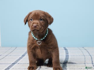 Labrador Retriever dogs Ronny - Ad 20