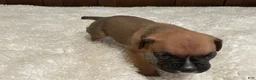 Boxer dogs for sale: Moxy - Ad 18