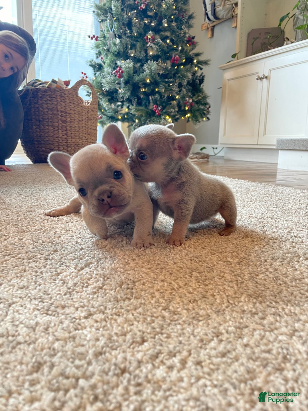 French Bulldog dogs for sale: Bella - Ad 6