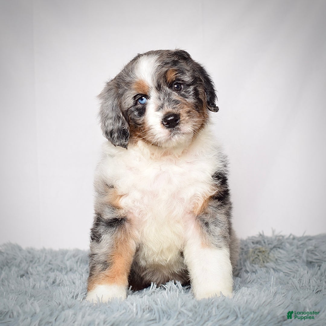 Bernedoodle dogs for sale: Ms. Maisie - Ad 2
