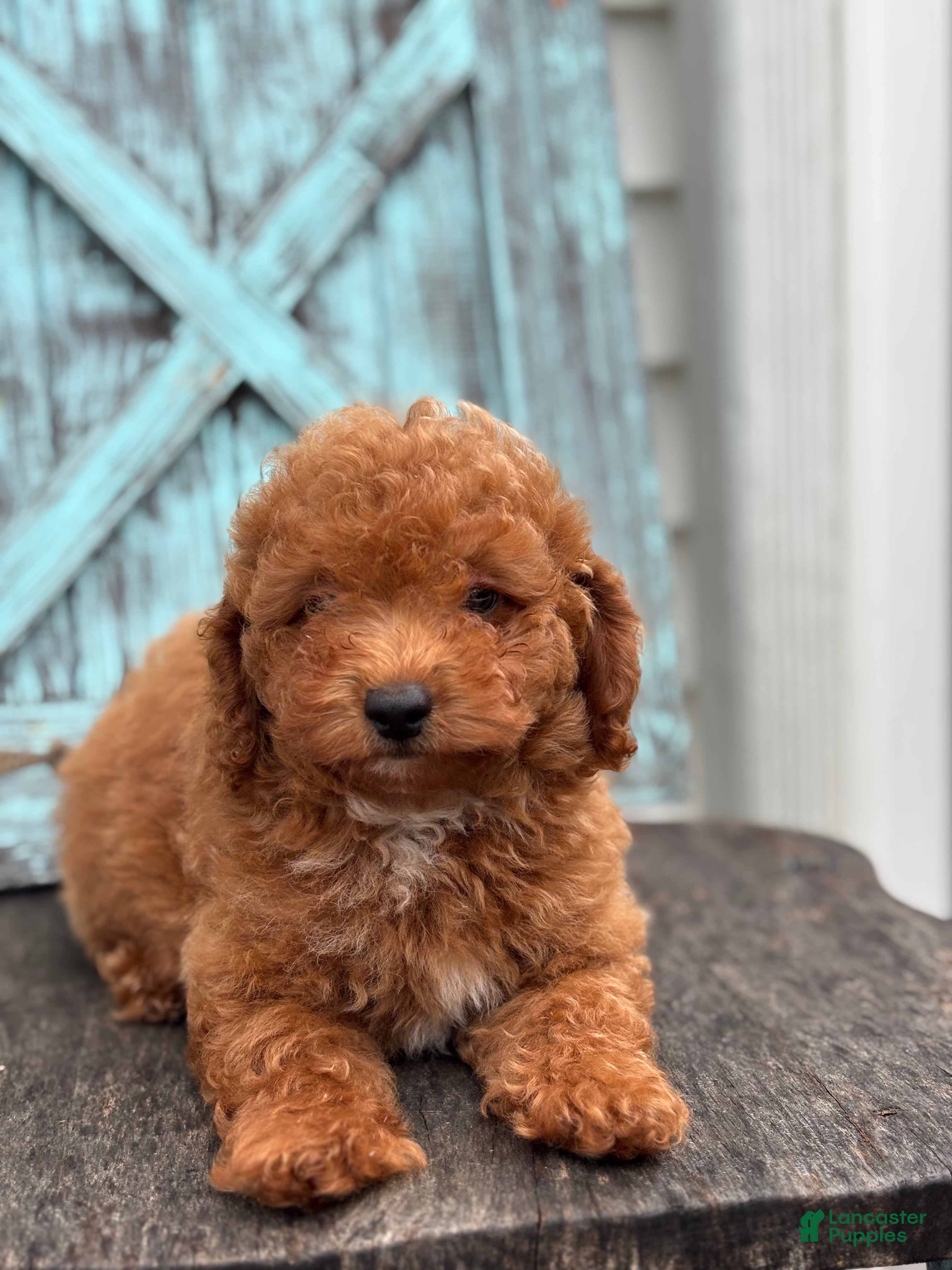 Mini Goldendoodle dogs Roman - Ad 1