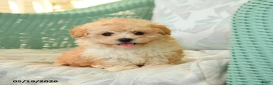 Waffles