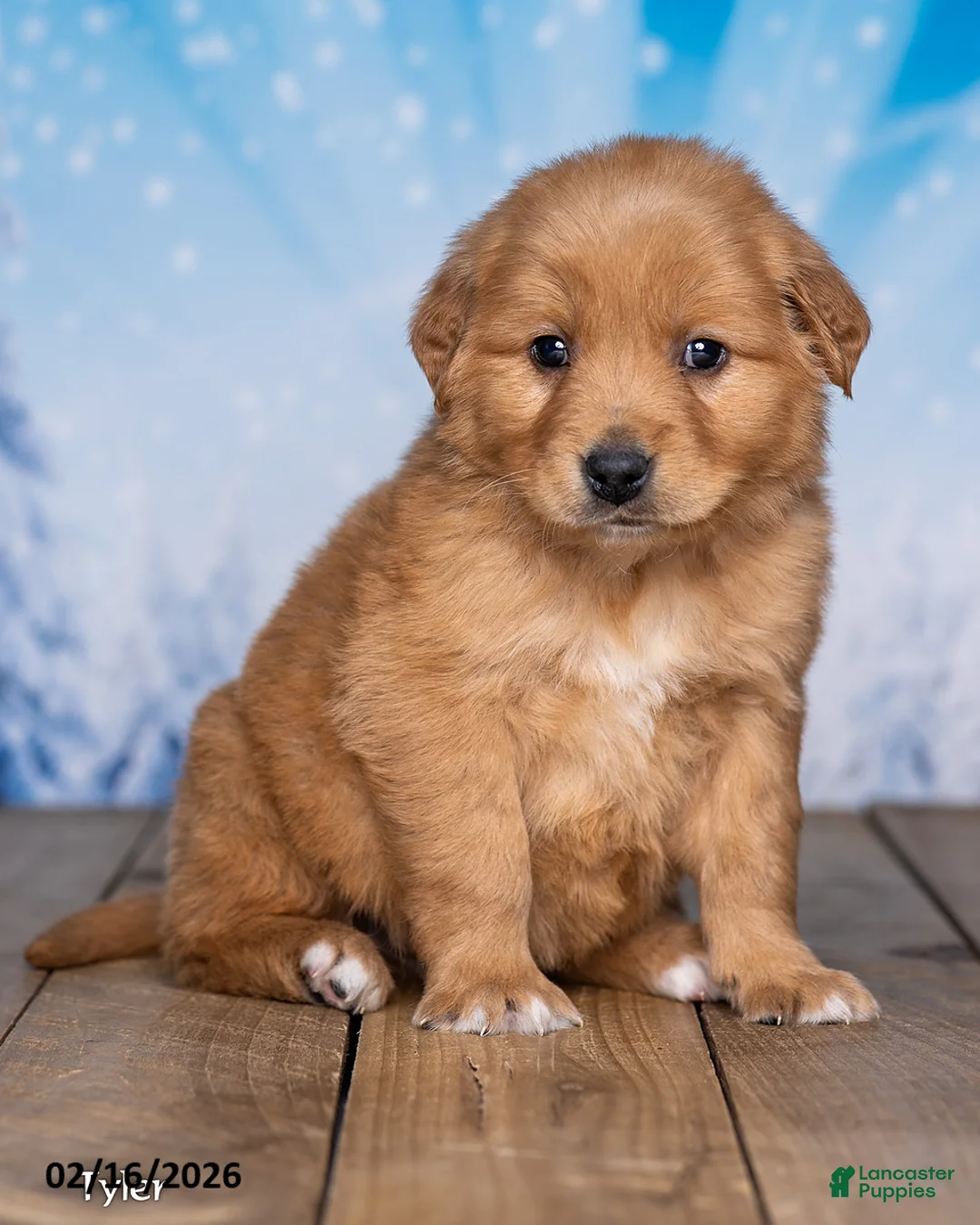 Golden Retriever dogs for sale: Tyler - Ad 3
