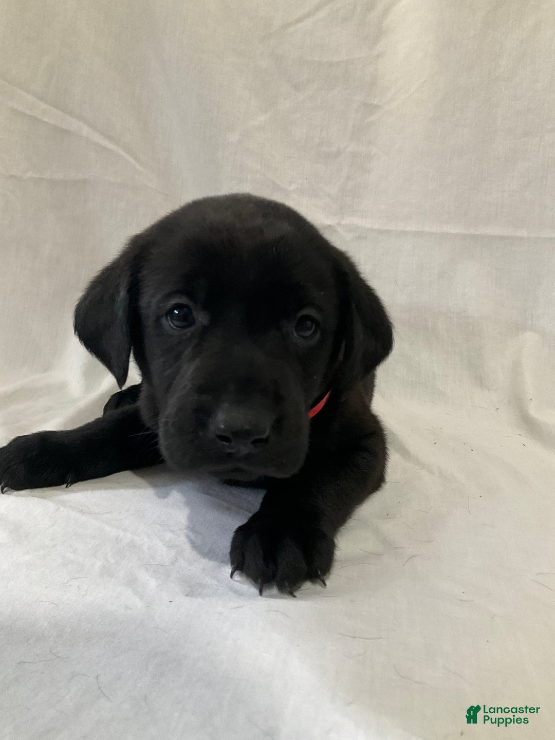 Labrador Retriever dogs for sale: Rosey - Ad 2