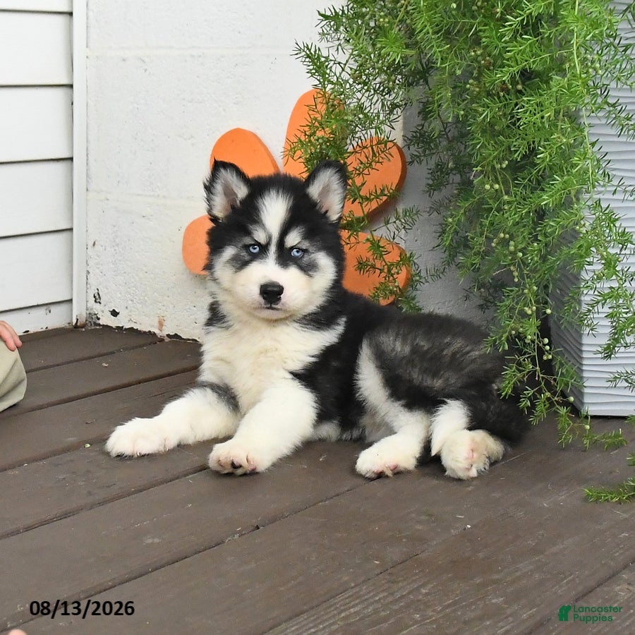 Gerberian Shepsky dogs Fritz - Ad 1