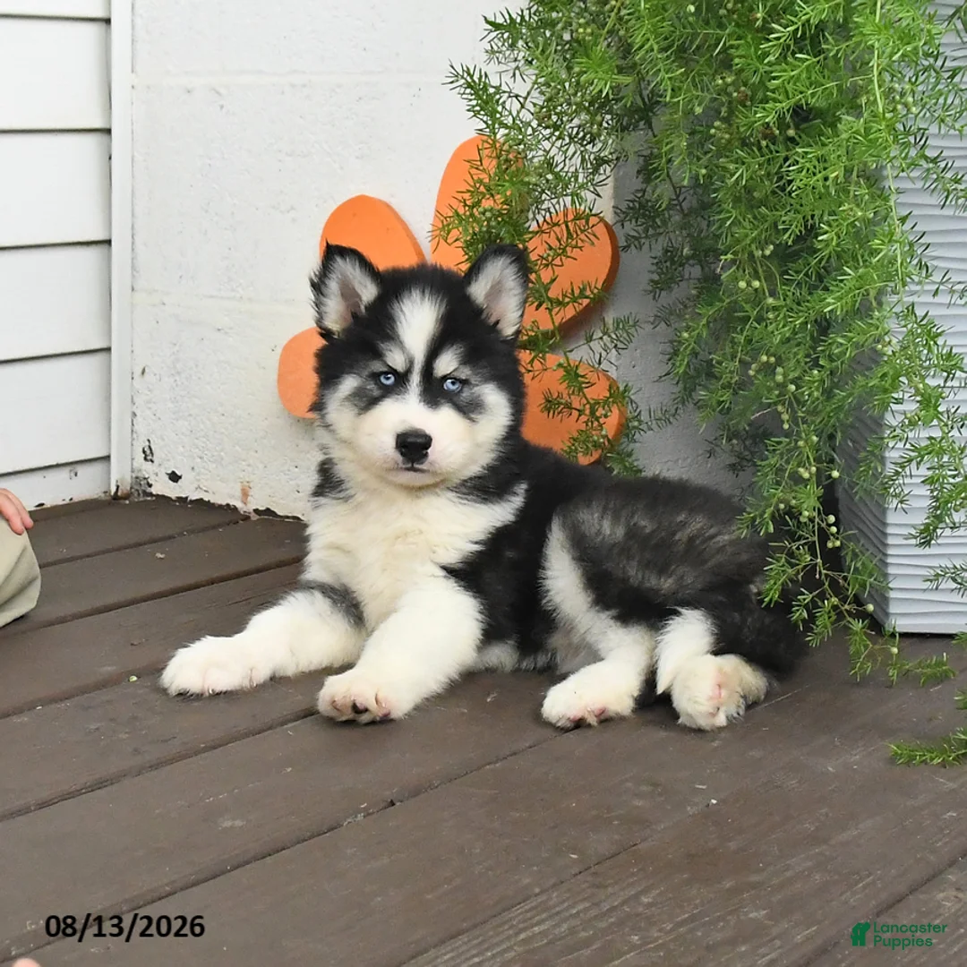 Gerberian Shepsky dogs for sale: Fritz - Ad 1
