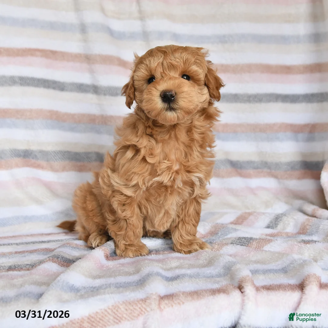 Maltipoo dogs for sale: Abby - Ad 1