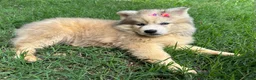 Siberian Husky dogs for sale: ROMANiA - Ad 31