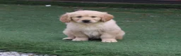 Golden Retriever dogs for sale: Frank the TRAINED Golden Retriever Puppy  - Ad 8