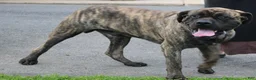 English Mastiff dogs for sale: Rose - Ad 4