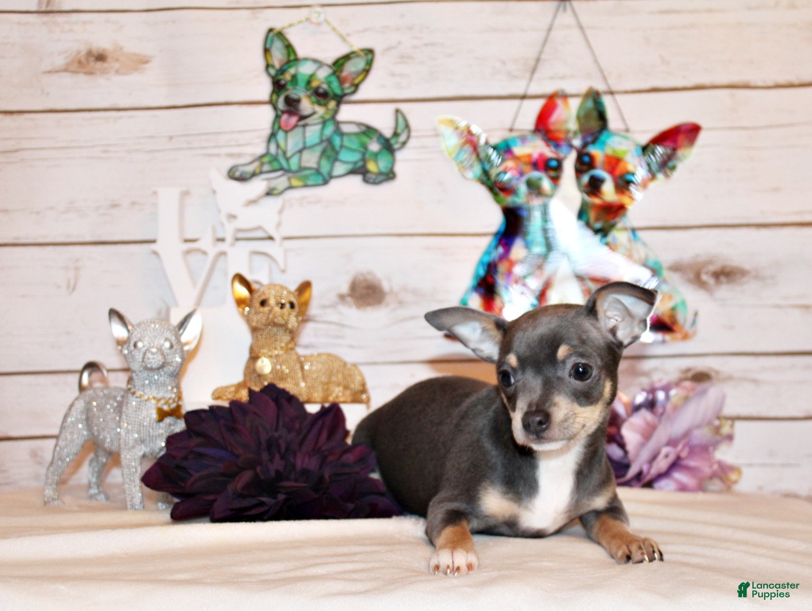 Chihuahua dogs Ysabella - Ad 1