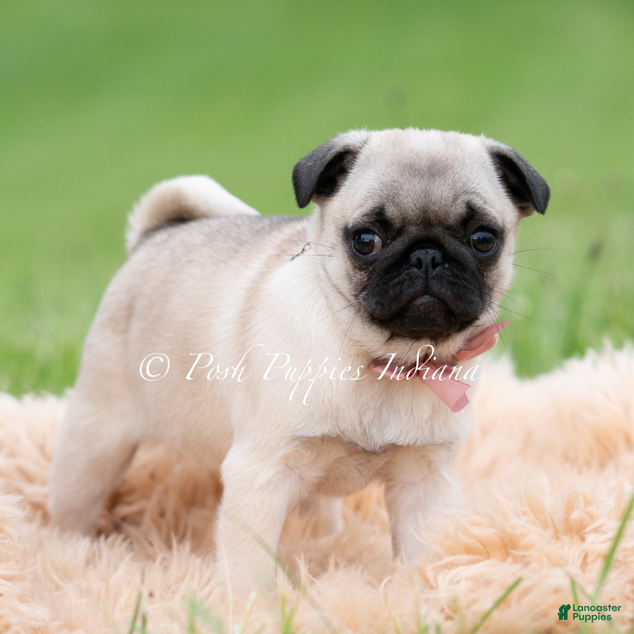 Pug dogs for sale: Carolina AKC - Ad 4