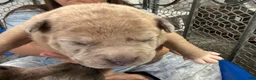 American Bully dogs for sale: Thor - XL American Bully Puppy  - Ad 1