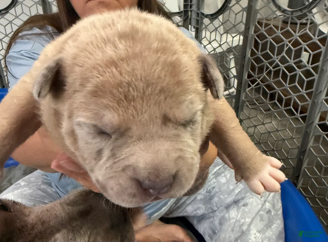 American Bully dogs for sale: Thor - XL American Bully Puppy  - Ad 1