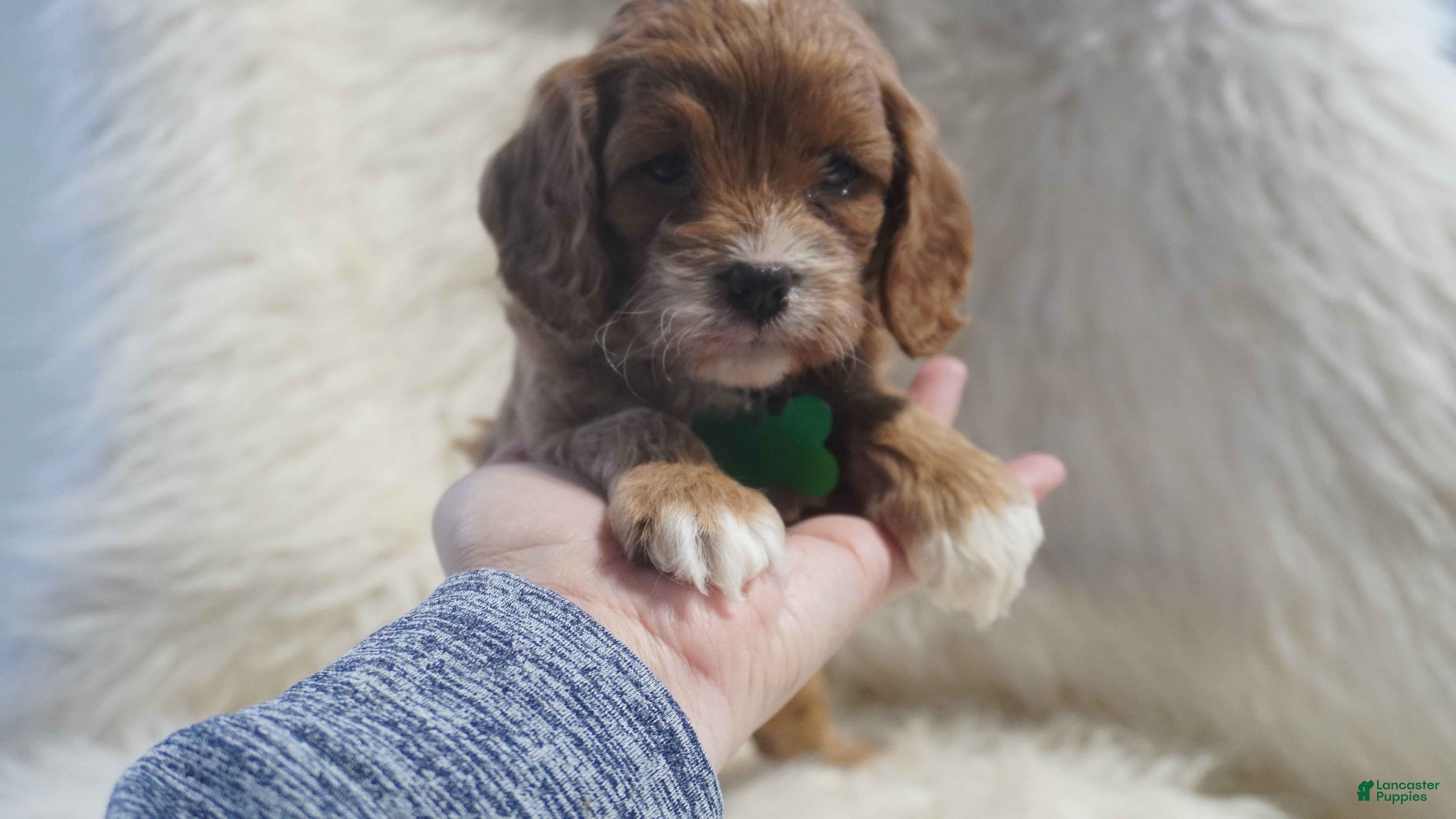Cavapoo dogs Snoopy  - Ad 2