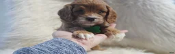 Cavapoo dogs for sale: Snoopy  - Ad 2