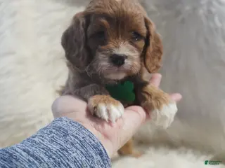 Cavapoo dogs for sale: Snoopy - Ad 1