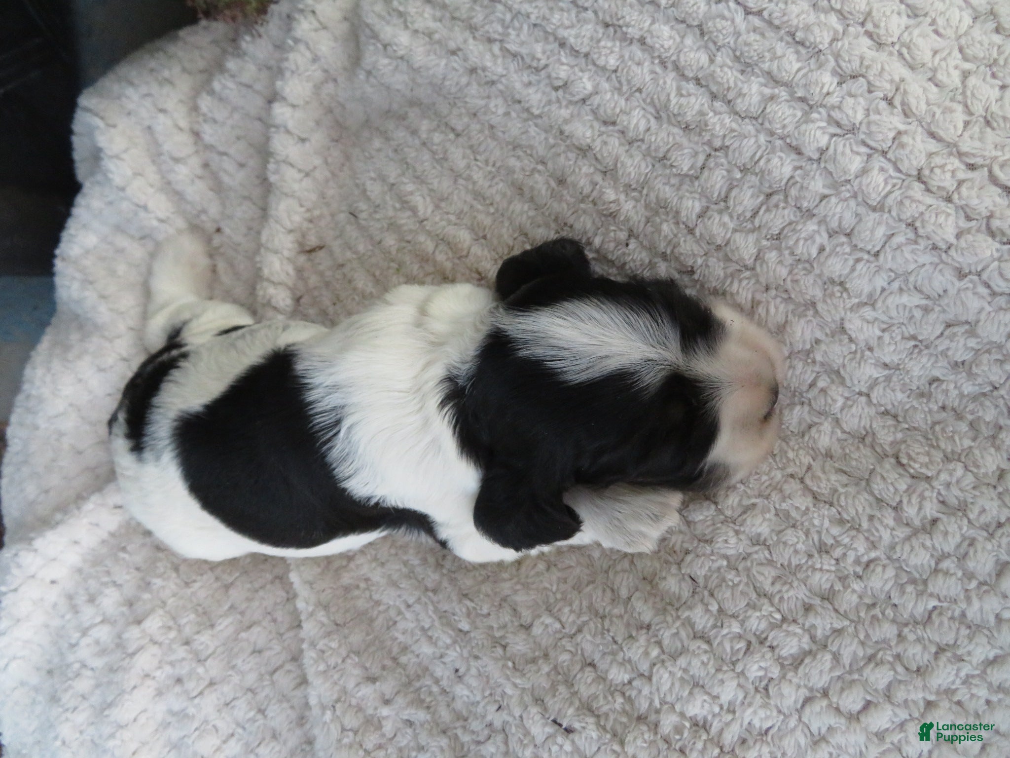 Cocker Spaniel dogs Willow - Ad 2