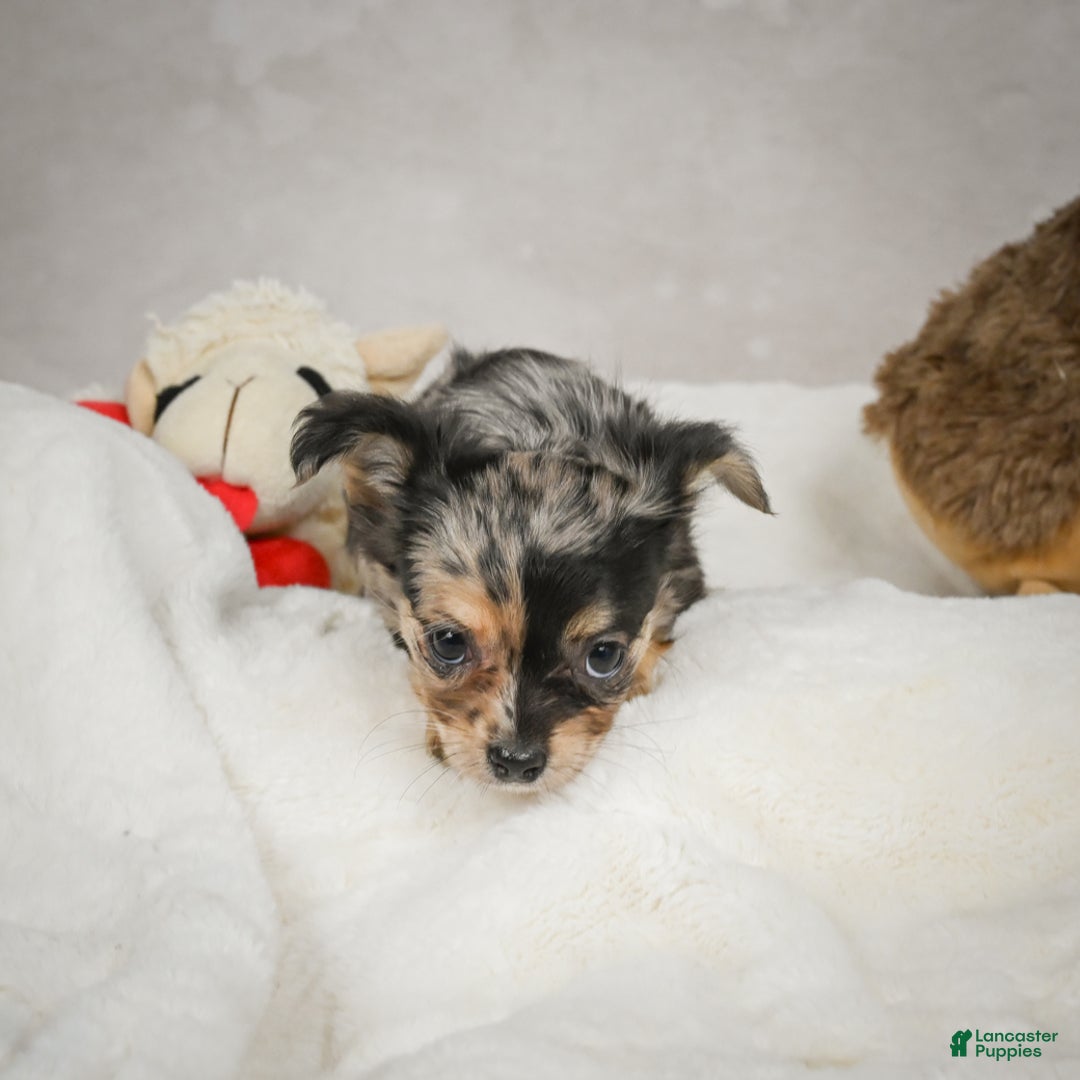 Chihuahua dogs for sale: Cutie - Ad 4