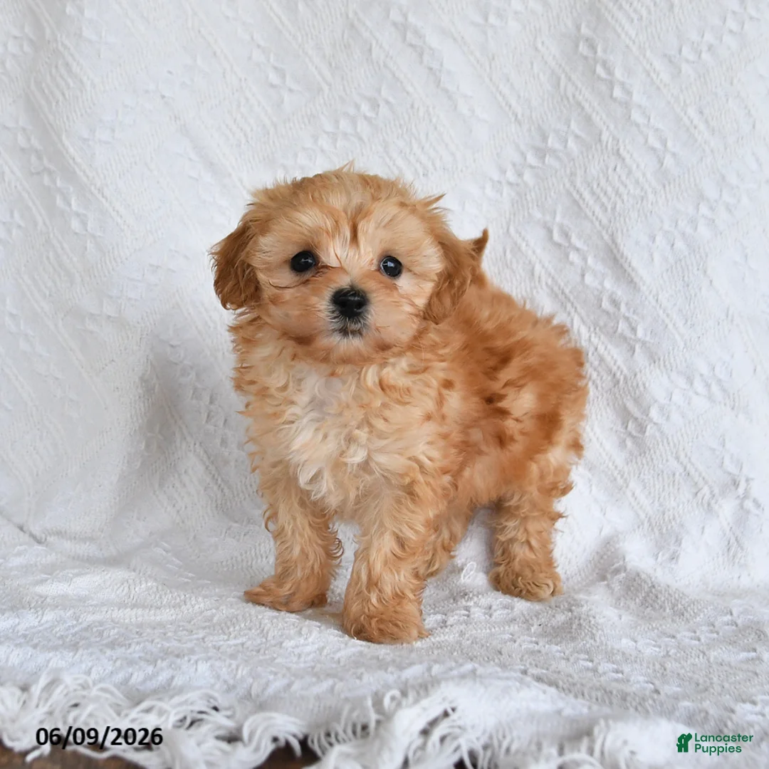 Maltipoo dogs for sale: Peanut  - Ad 2