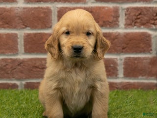 Golden Retriever dogs - Ad 26