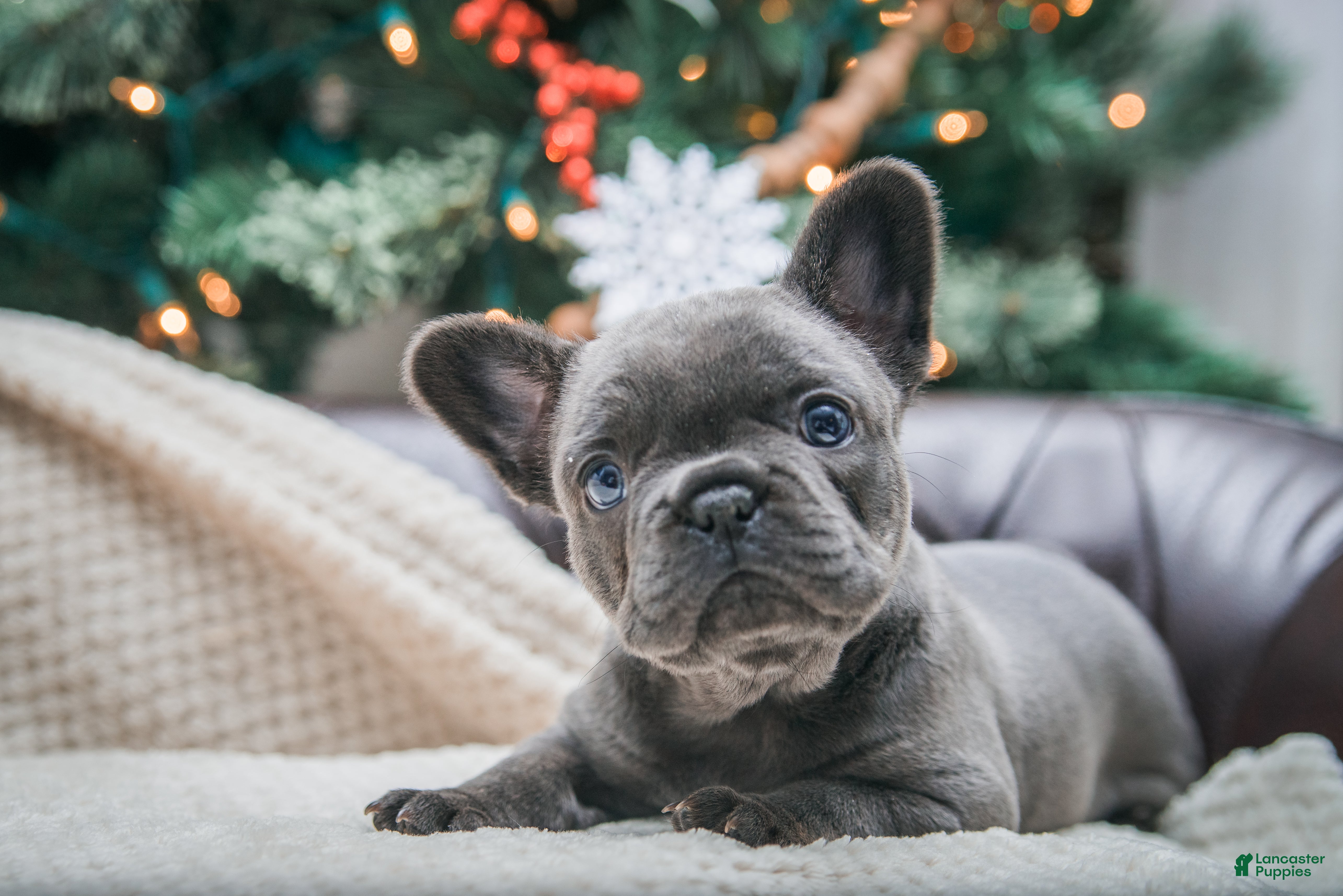 French Bulldog dogs Hazel - Ad 18