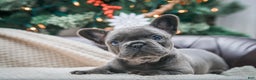 French Bulldog dogs for sale: Hazel - Ad 1